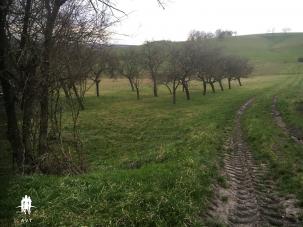 TERRAIN constructible et verger de 1845 m�
