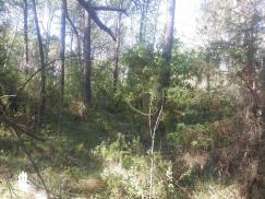 FIGANIERES : Beau terrain plat non constructible de 6230m2
