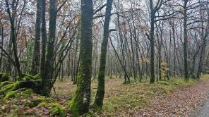 Parcelles de bois F�neyrols(82) et St Martin Lagu�pie(81)
