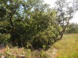 CAHORS - La Capelle, terrain constructible de 1950 m�, arbor�, au calme
