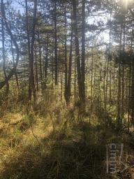 A vendre 4 terrains avec du bois de pins, du bois de ch�ne, et une lande, d'une surface totale 